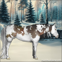 Horse Color:White Spotted Brown Splash 