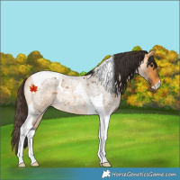 Horse Color:Buckskin Roan Tobiano Rabicano 