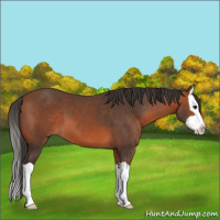 Horse Color:Bay Splash 