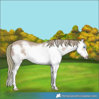 Horse Color:Watercolor Chestnut Splash Frame