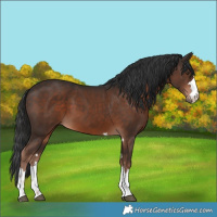 Horse Color:Liver Chestnut 