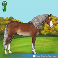 Horse Color:Silver Bay 