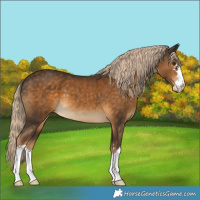 Horse Color:Chocolate Palomino 