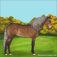 Horse Color:Silver Buckskin 