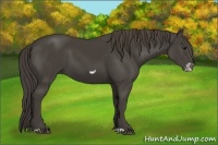 Horse Color:Smoky Black Frame 