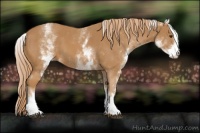 Horse Color:White Spotted Chestnut 