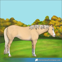Horse Color:Gold Cream Champagne Dun 
