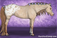 Horse Color:Red Dun Appaloosa  and Red Dun Appaloosa 