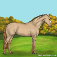 Horse Color:Red Dun 