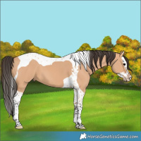 Horse Color:Bay Dun Splash Tobiano 