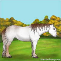 Horse Color:Gray Red Roan