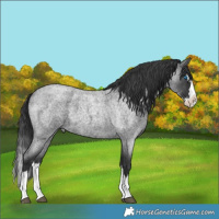Horse Color:Blue Roan Splash 
