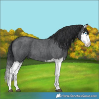 Horse Color:Blue Roan Splash