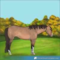 Horse Color:Bay Dun Splash Tobiano 