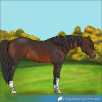 Horse Color:Bay Tobiano 