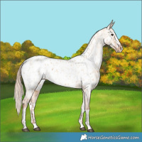 Horse Color:Red Dun Near Leopard  and Red Dun Splash Near Leopard 