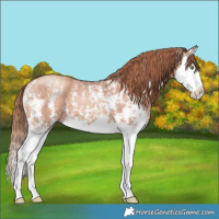 Horse Color:Gold Champagne Sabino Splash