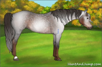 Horse Color:Gray Liver Red Roan 