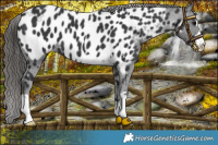 Horse Color:Black Appaloosa