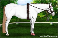 Horse Color:Red Dun Roan Appaloosa