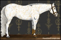 Horse Color:Palomino Leopard 