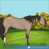 Horse Color:Liver Red Dun Tobiano Rabicano 