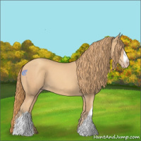 Horse Color:Gold Champagne 