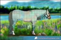 Horse Color:Plaid Liver Red Dun