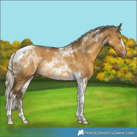 Horse Color:Chocolate Palomino Dun Mushroom Tobiano 