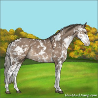 Horse Color:Liver Red Dun Mushroom Sabino 