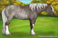 Horse Color:Liver Chestnut Ice Mushroom Rabicano 