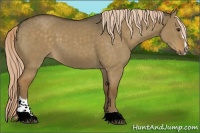 Horse Color:Chocolate Palomino Dun Sabino 