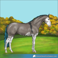 Horse Color:Painted Grullo Splash 