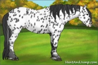 Horse Color:Black Near Leopard
