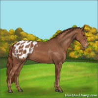 Horse Color:Chestnut Appaloosa 