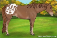 Horse Color:Chestnut Appaloosa 