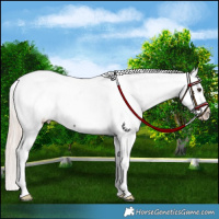 Horse Color:Liver Chestnut Mushroom Near Fewspot 