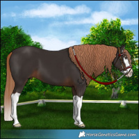 Horse Color:Liver Chestnut Splash 