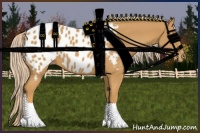Horse Color:Palomino Appaloosa