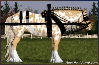 Horse Color:Palomino Appaloosa 