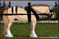 Horse Color:Gold Champagne Appaloosa