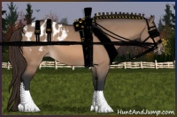 Horse Color:Bay Dun Appaloosa 