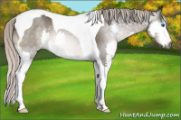 Horse Color:Gray Silver Brown Splash Tobiano 