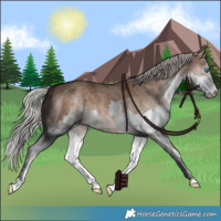 Horse Color:Silver Brown Dun Sabino Splash 