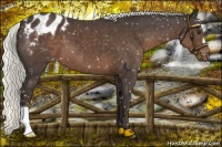 Horse Color:Liver Chestnut Mushroom Appaloosa 
