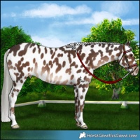 Horse Color:Liver Chestnut Mushroom Appaloosa Rabicano