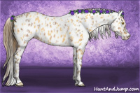 Horse Color:Amber Champagne Appaloosa  and Amber Cream Champagne Appaloosa 