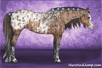 Horse Color:Bay Sabino Splash Appaloosa  and Amber Champagne Sabino Splash Appaloosa 