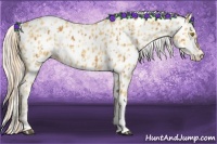 Horse Color:Palomino Near Leopard  and Palomino Near Leopard 