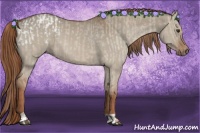 Horse Color:Red Dun Appaloosa  and Red Dun 